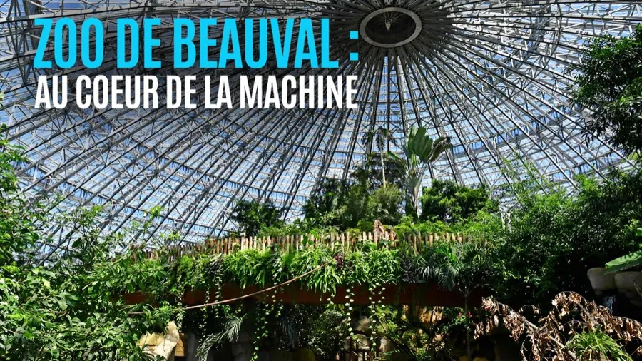 Zooparc de Beauval, au cœur de la machine — Documentaire, montage et mixage son par Robin Michel